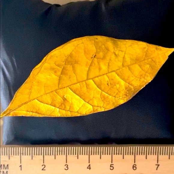 Gold plated leaf pin with so realistic details - Picture 2 of 3